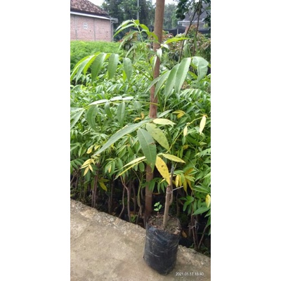 bibit kedondong super jumbo