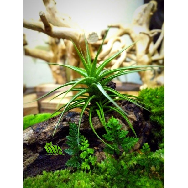 Tanaman Unik Tillandsia Bergeri