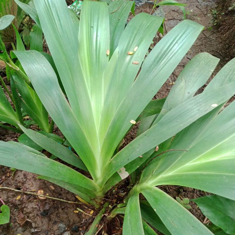 BIBIT TANAMAN xiphidium caerulium.