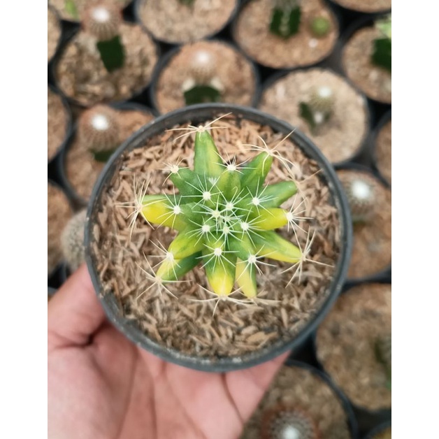 Kaktus bintang variegata
