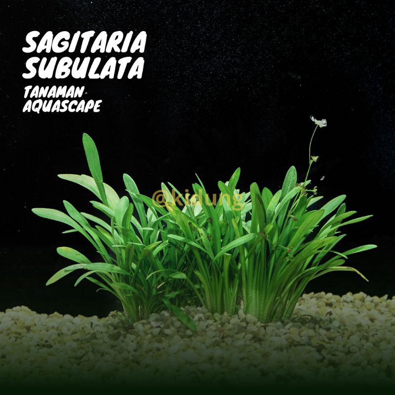 Sagitaria Subulata Dwarf ( Tanaman Aquascape Tumbuhan Air Aquarium)
