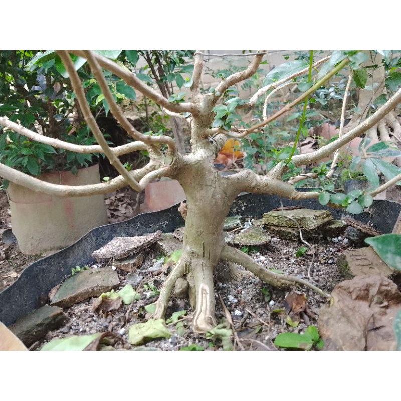 bahan bonsai Sancang small