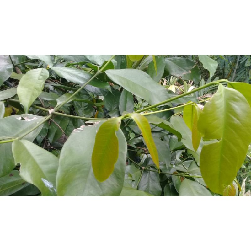 

250 gram daun melinjo segar