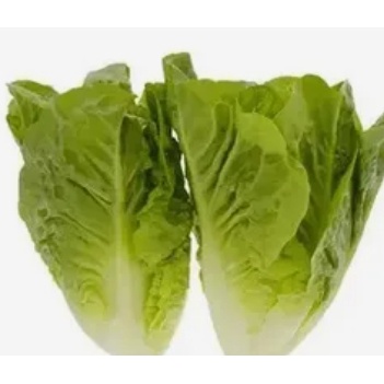 

Romaine Lettuce sayuran segar Surabaya