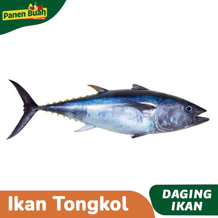 

Ikan Tongkol Segar