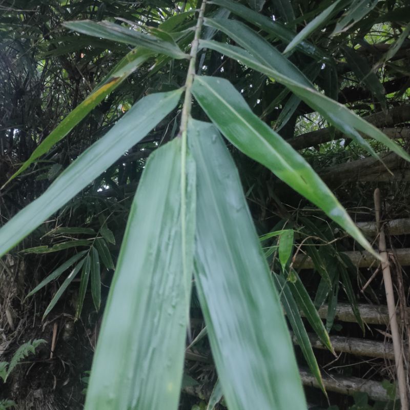 

Daun bakcang super jumbo// Daun bambu super