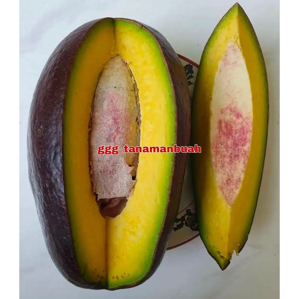 Bibit Alpukat Thanh Bich Import Super Okulasi