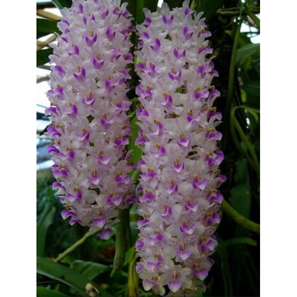 Retusa / Ekor Tupai Spike & Knop