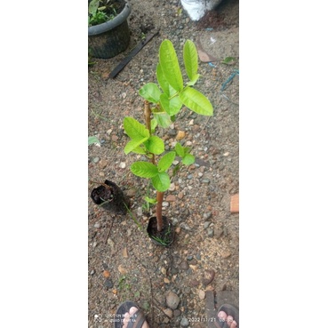 Cangkokan Jambu Kristal Merah Banyuwangi