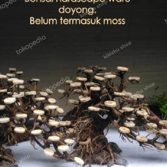 bonsai doyong aquascape aquarium