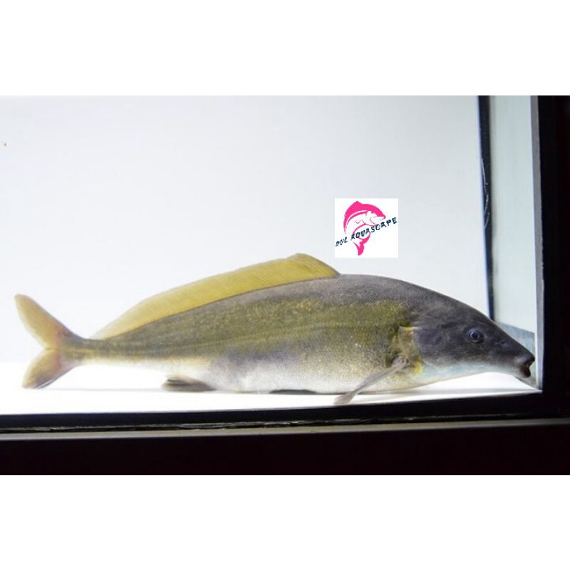 ikan hias dolpin / lumba lumba air tawar hias