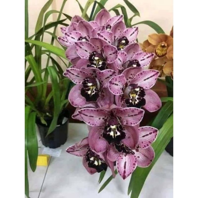 Anggrek Cymbidium Purple Black - Bunga Anggrek Cymbidium- Bunga hidup- Tanaman Hias hidup Anggrek Cy