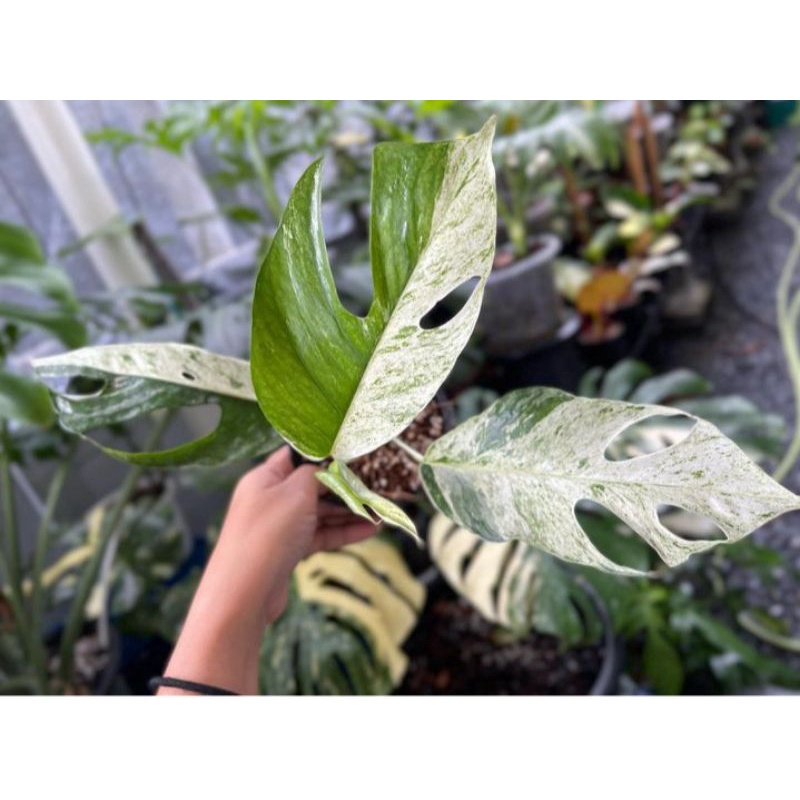 Promo Bibit Batang Epipremnum Hanoman Varigata...