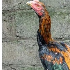 Jamu Vitamin Kesehatan Ayam Promo Bonus Ayam Jago Bangkok Thailand Trah import Tulangan Tebal Besar