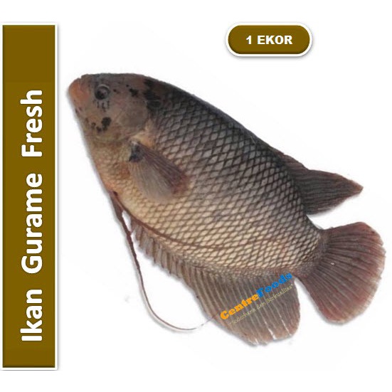 

Ikan Gurame Fresh - Ikan Gurami Air Tawar | 1 Ekor [ Harga Per PCS ]
