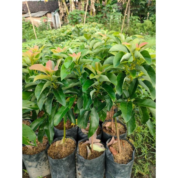 bibit alpukat peluwang batang besar siap berbuah