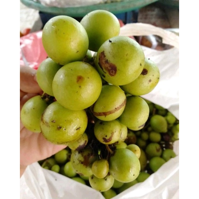 buah Gandaria 1kg