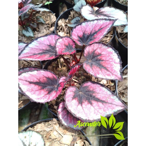 Begonia Rex / Begonia Redpita