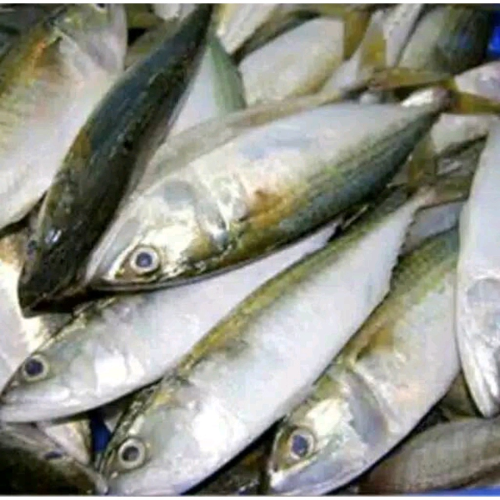 

IKAN KEMBUNG 500 gr