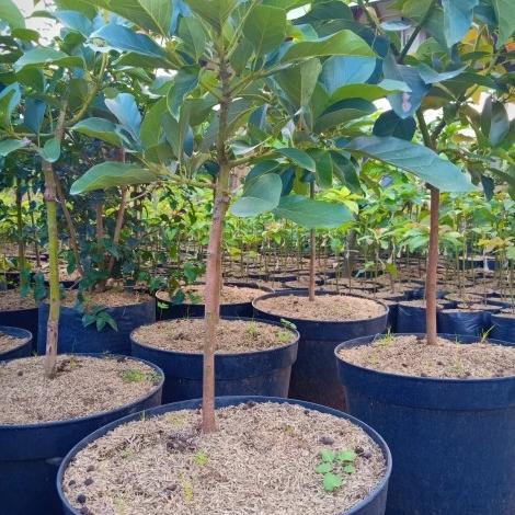 Bibit Buah Alpukat Yamagata Unggulan Tinggi 1 Meter - Siap Berbuah