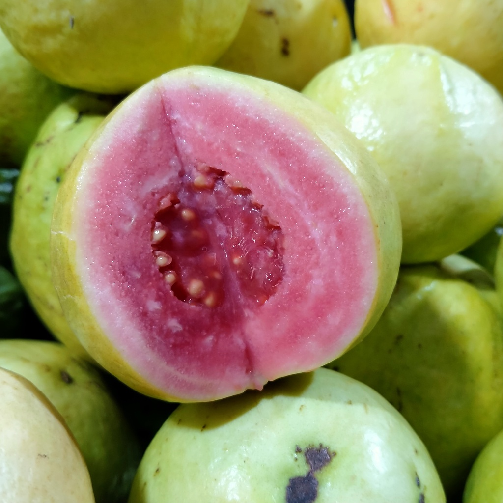 

jambu biji merah