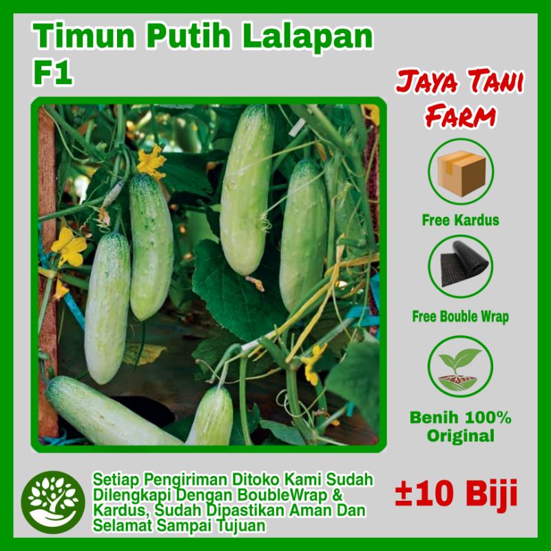 10 Biji Benih Timun Putih Lalapan Vanesa Panah Merah  / Benih buah / Bibit Tanaman / Benih Timun / B