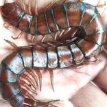 pakan arwana kelabang besar jumbo kelabang merah lipan besar untuk arwana pakan arwana pakan channa 