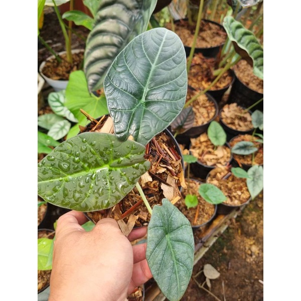 alocasia dragon moon