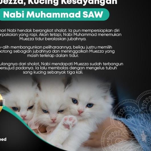 Makanan Kucing Kering - Mackerel Flavor - Muezza Cat Food