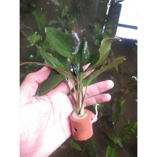 anubias sp Gren media pot / tanaman aquascape