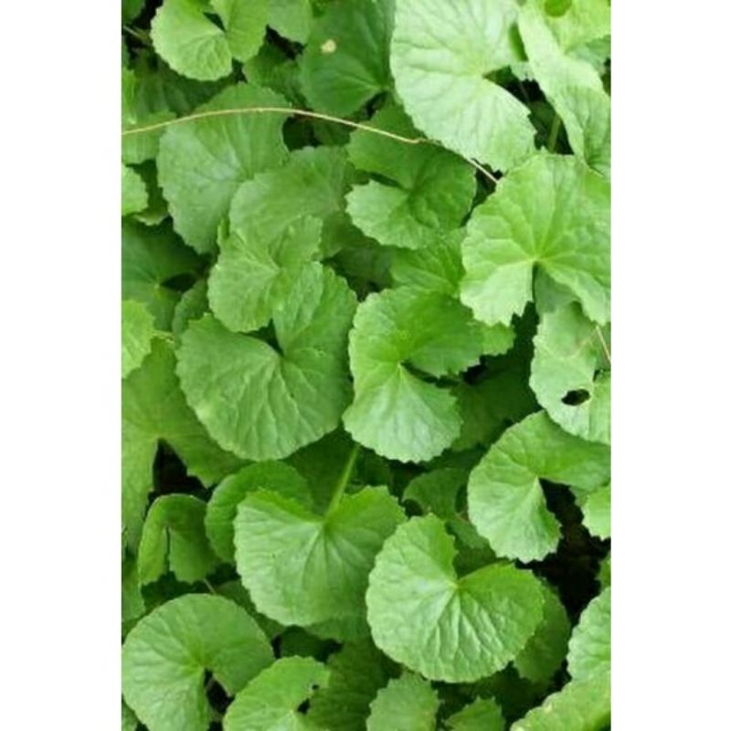 

daun antanan sawah/ daun pegagan segar