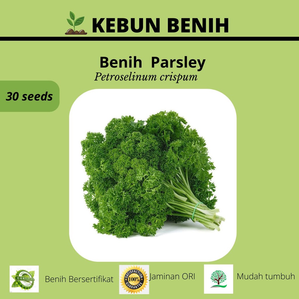 30 Benih Tanaman Parsley/ Bneih Peterseli/  Kualitas Unggul