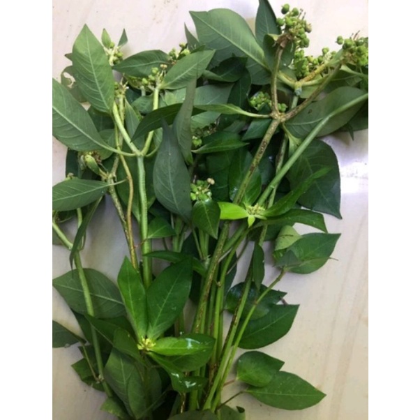 

Daun Kate mas patik mas /daun senna segar 100 gr
