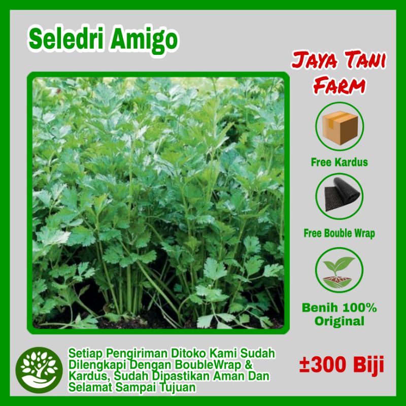300 Biji Benih Sayuran Seledri Amigo Super Hibrida / Benih Sayuran / Bibit Sayuran / Benih Seledri 3