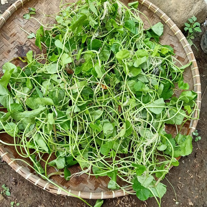 

daun pegagan segar daun antanan daun organik dipetik dadakan