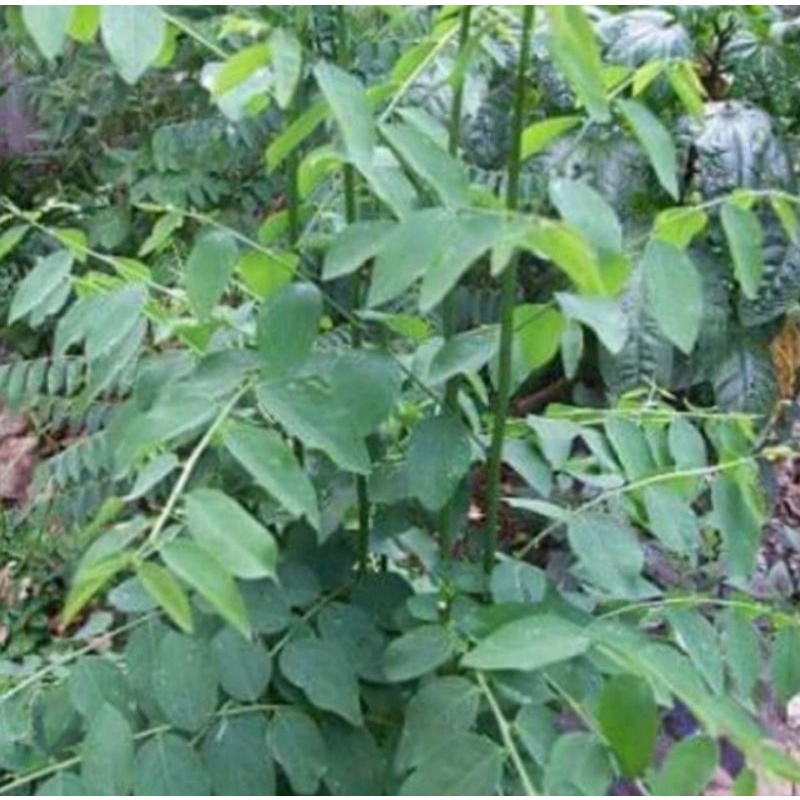 

Daun katuk fresh 100 g segar alami