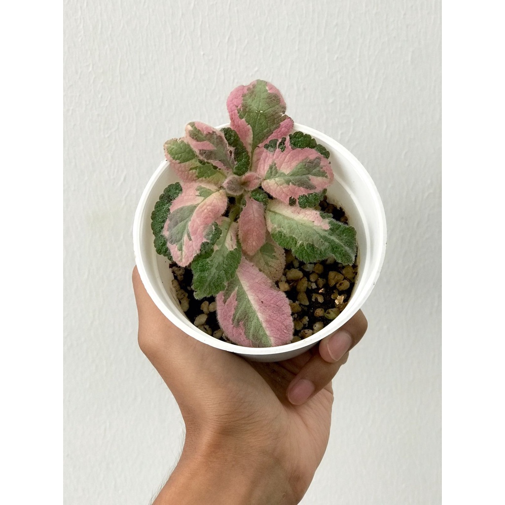 Episcia Picasso