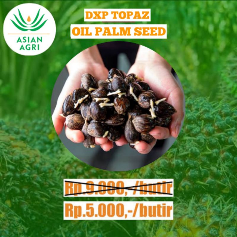 Jual Bibit Polong Kecambah Sawit Dxp Topaz Asli Unggul Bersertifikat Bibit Sawit Asian Agri