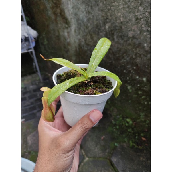 Tanaman hias cantik murah nepenthes kantong semar reinwardtiana