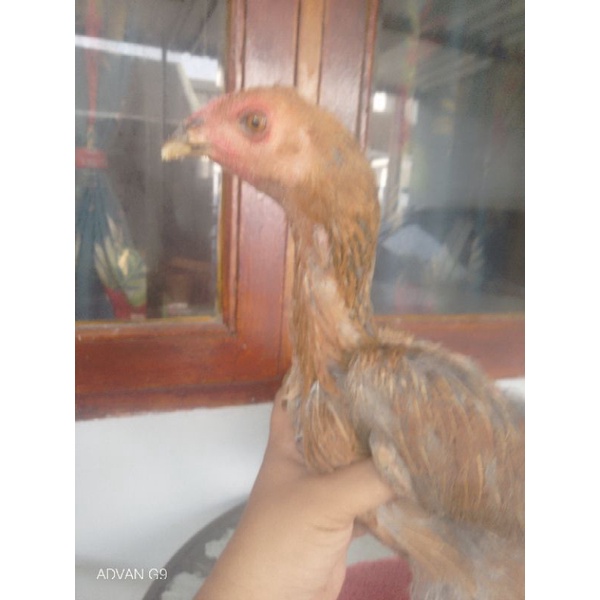 Vitamin Kesehatan Ayam Promo Bonus Materi Ayam Betina Trah Mangon Yokeree import Pakai Segel Sayap F