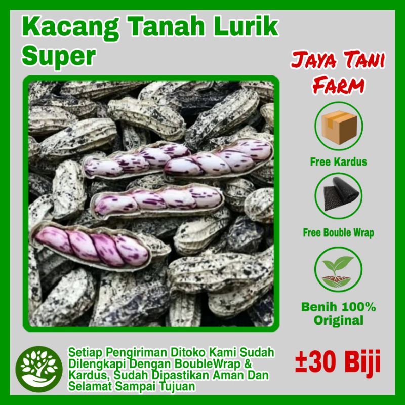 30 Biji Benih Kacang Lurik / Kacang Tanah Lurik Original Super Jumbo / Benih Kacang Tanah / Biji Kac