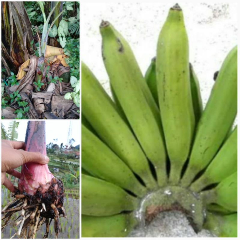 Bibit tunas pisang nangka