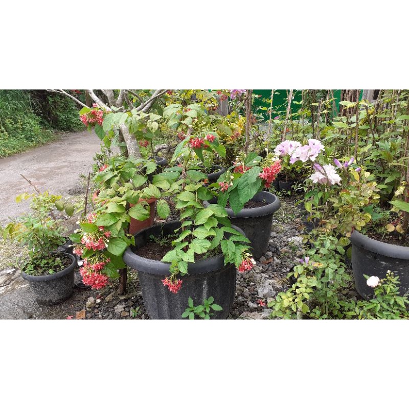 Melati belanda tumpuk