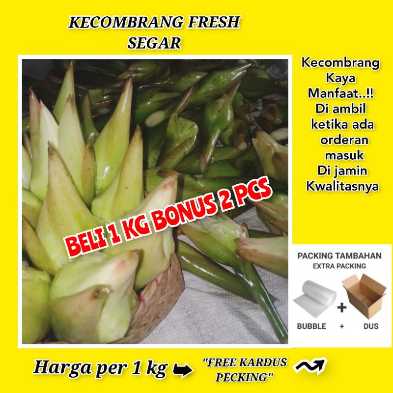 

KECOMBRANG/CIRANG 1 KG FRESH SEGAR BARU PETIK DARI KEBUN