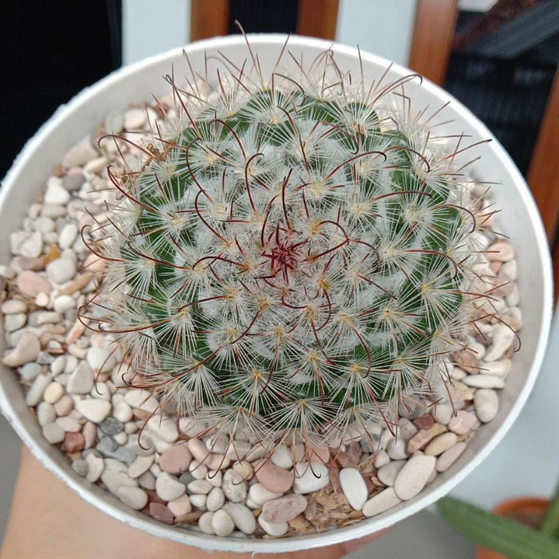 Biji Kaktus bombaciana / Sukulen / Tanaman kaktus / pot kaktus / kaktus ownroot / kaktus potelan / h