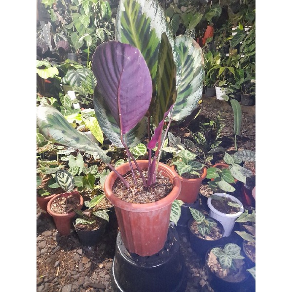 calathea angela