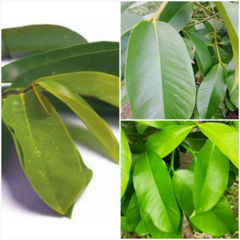 

Daun manggis segar 500 gram