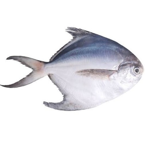 

Ikan Segar Bawal Putih 500 Gram Fresh