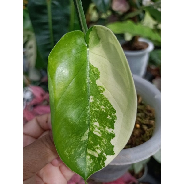 syngonium chiapense variegata