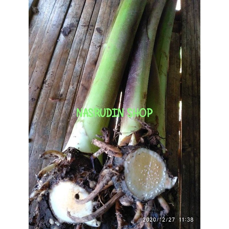 

[Fresh] BIBIT TALAS BENENG HITAM TALES BENENG WULUNG / TALAS KUNING TALAS BANTEN